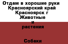 Отдам в хорошие руки - Красноярский край, Красноярск г. Животные и растения » Собаки   . Красноярский край,Красноярск г.